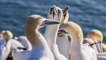 开云体育APP下载-林良锋：贝尔萨逼出更凶猛曼联，争4从打好主场开始